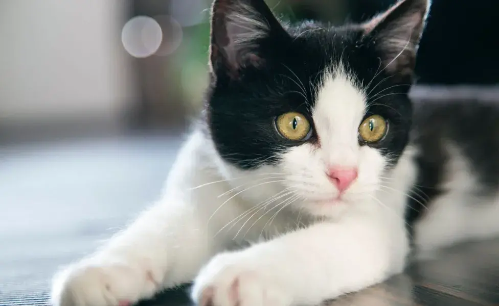 Estos bigotes están conectados al sistema nervioso del gato.
