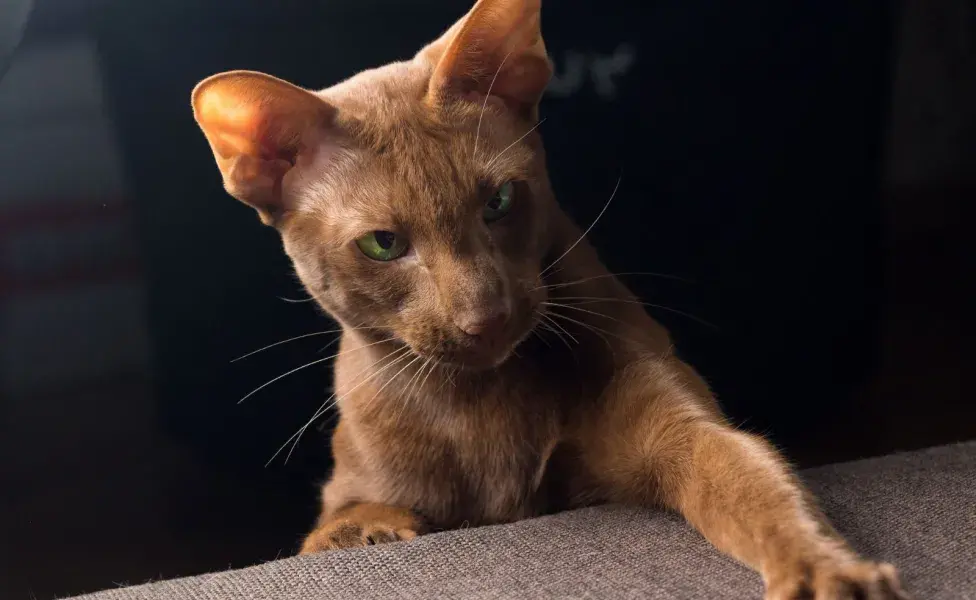 Es importante que cualquier persona interesada en adoptar un gato bully sea consciente de las necesidades.