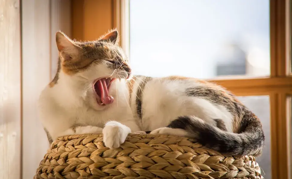 aplicar regra¿Qué hago si mi gato me ataca? gato_agresivo_ataca