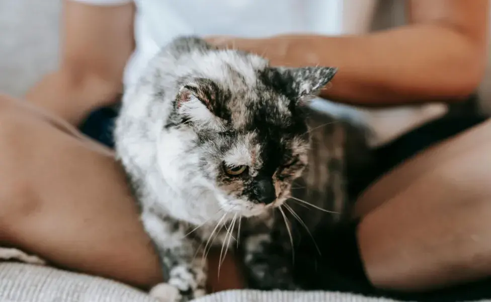Los gatos muestran su amor "marcándote".