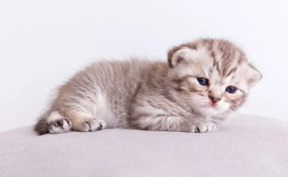Tal como en los humanos, a los gatos también se les cae los dientes de leche.