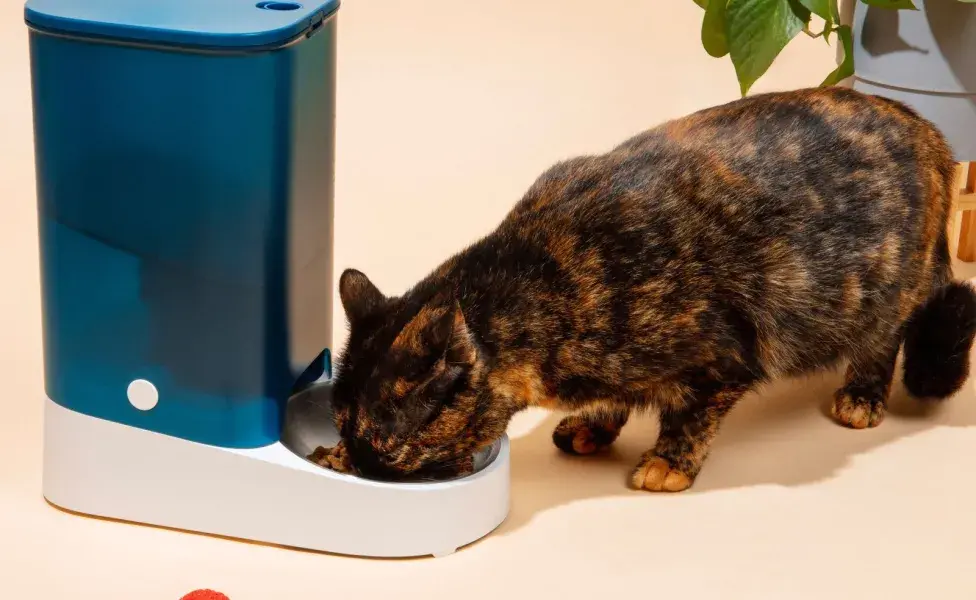 Durante la época de calor, tu gato debe beber más agua para estar hidratado.