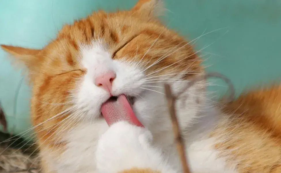 Recuerda que una buena alimentación y juegos mentales, mejoran la calidad de vida de tu gato.