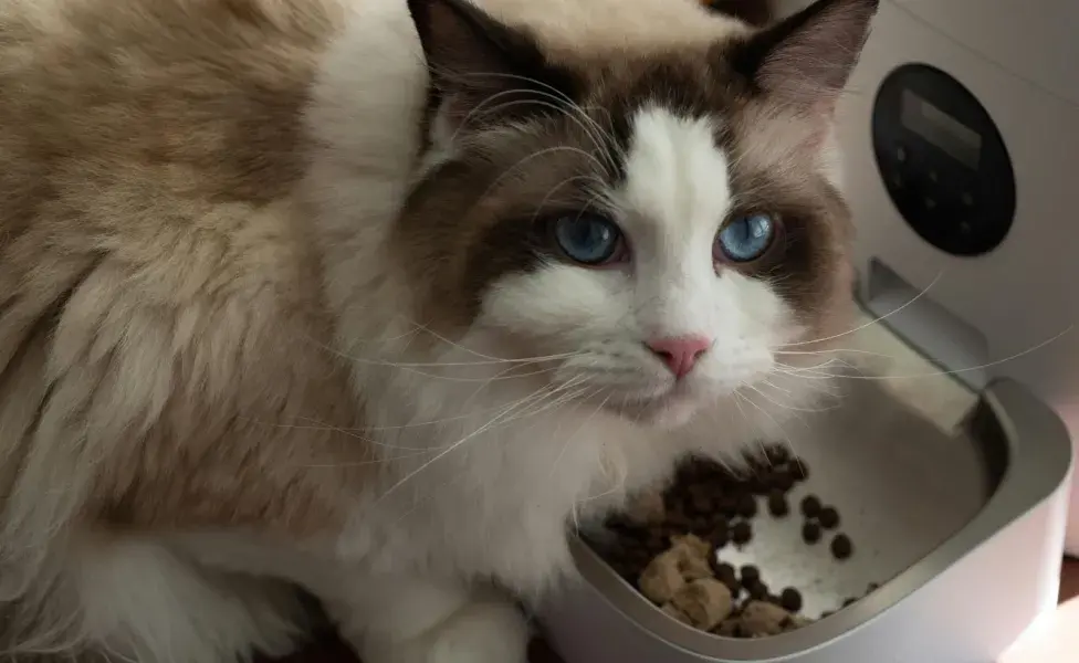 Recuerda tener agua fresca todo el tiempo, pues tu gato se puede deshidratar. 