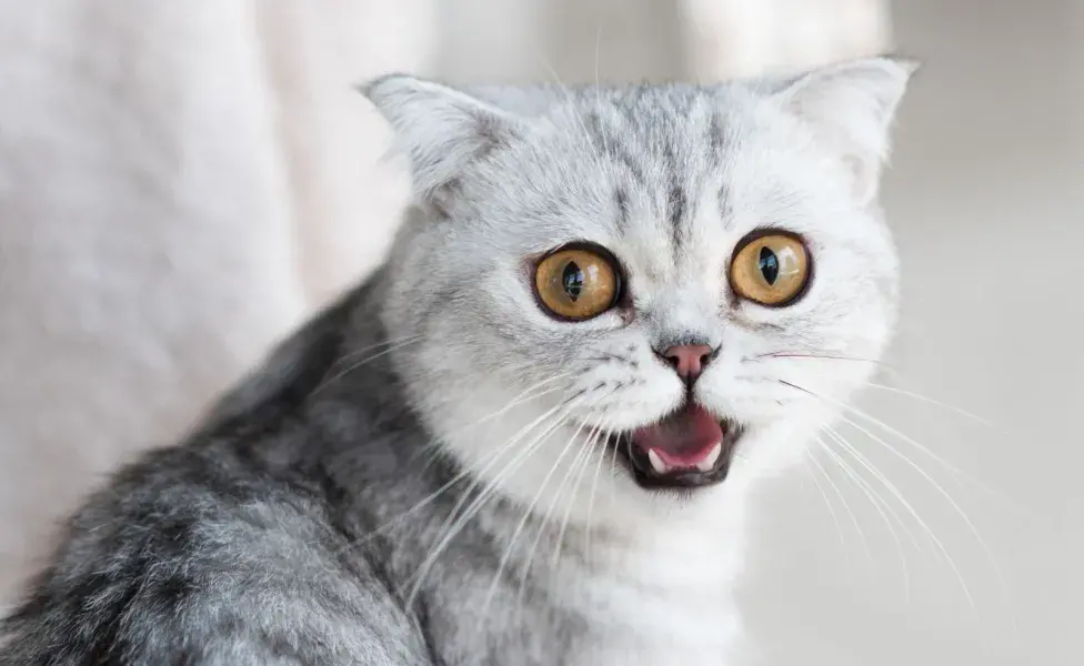 Un gato estresado puede dejar de comer. Cuidado porque puede traer problemas de salud.