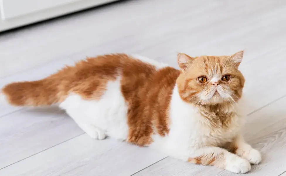 La cola es un buen termómetro para saber si tu gato será de pelo largo o corto.