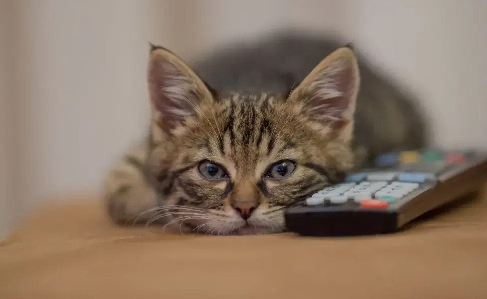 No es recomendable dejar a un gato solo más de 24 horas.