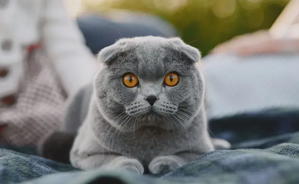 Los Scottish Fold nacen con las orejas paradas, pero a las pocas semanas se bajan.