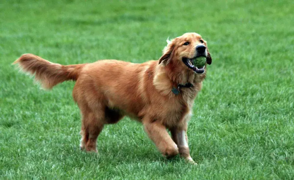 aplicar regra 7 razas de perros que necesitan gastar más energía golden_2
