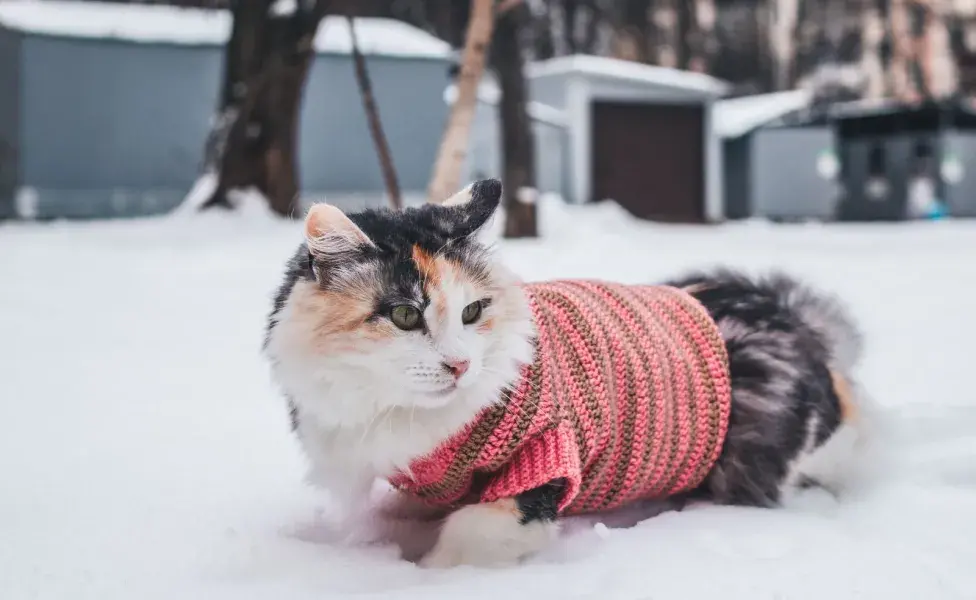 Si tu gato tiembla y está débil, podría tratarse de hipotermia. 