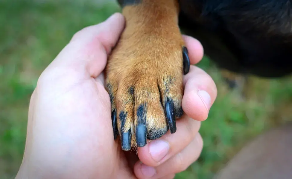 Cómo terminar con las garrapatas de perro: existe veneno para pasar en el patio contra las garrapatas
