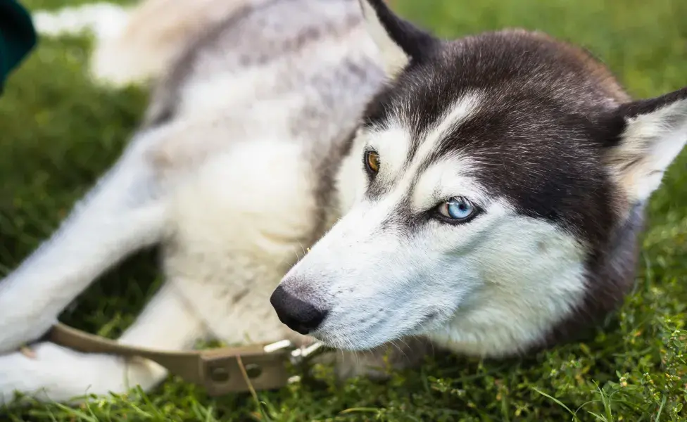 aplicar regraEstas son las razas de perros más difíciles de entrenar ¿Tu perro es una de ellas?  husky