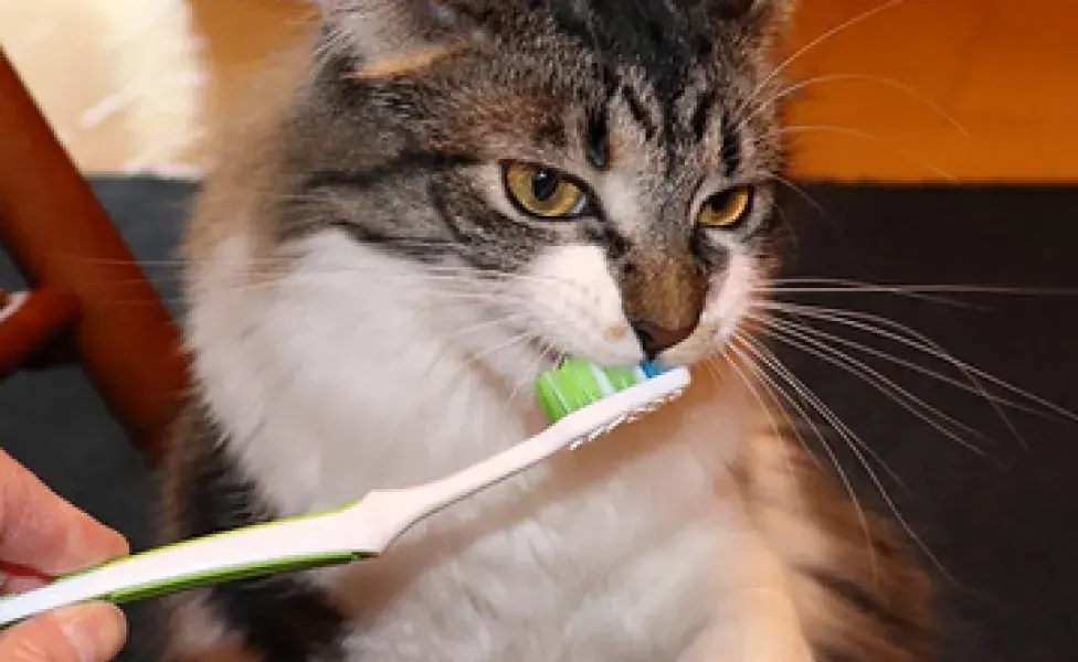 aplicar regra¿A los gatos se le lavan los dientes?  imagen