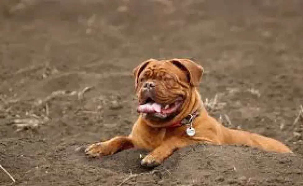 aplicar regra¿Cuántos tipos de perros Mastín existen? images_0