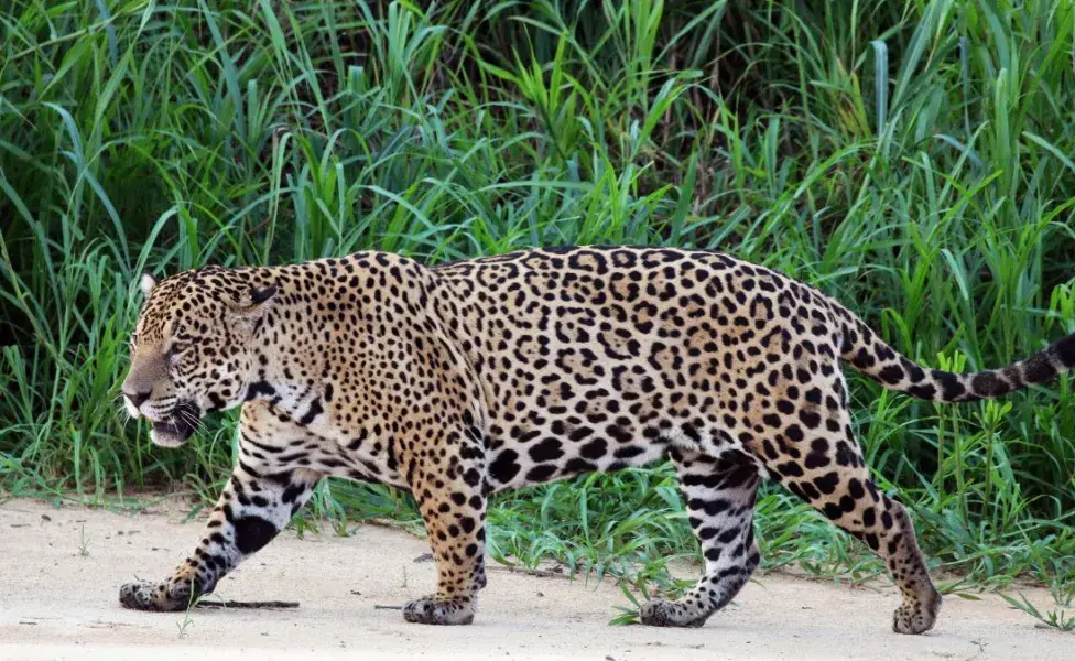 aplicar regraQué animales salvajes son parte de la familia de los gatos  jaguar