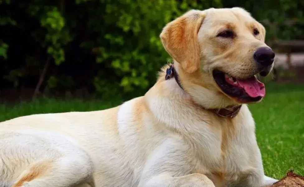 Los perros utilizan la cola para expresar emociones, y el Labrador no es la excepción. 