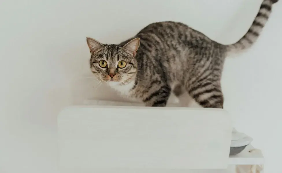 La cola es una extensión del sistema nervioso de los gatos. 