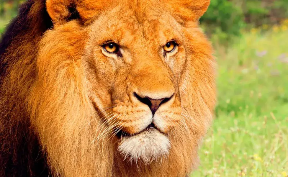 aplicar regraQué animales salvajes son parte de la familia de los gatos  leon