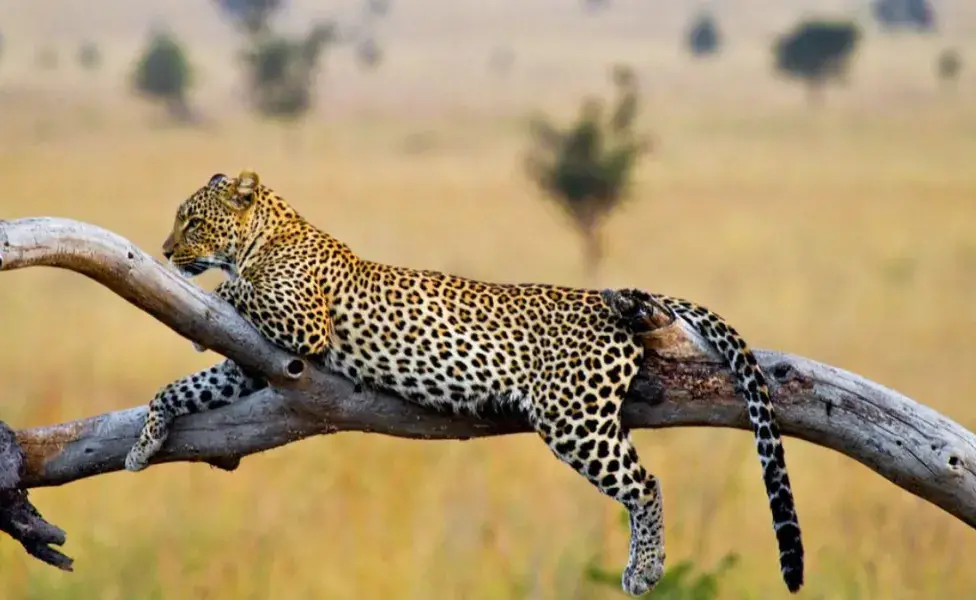 aplicar regraQué animales salvajes son parte de la familia de los gatos  leopardo