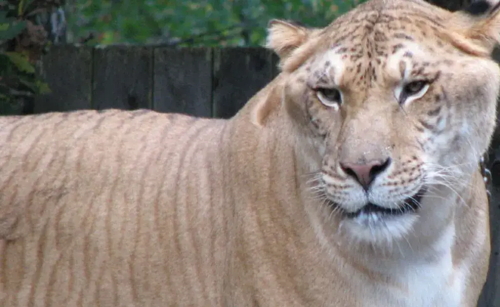 aplicar regraQué animales salvajes son parte de la familia de los gatos  ligre