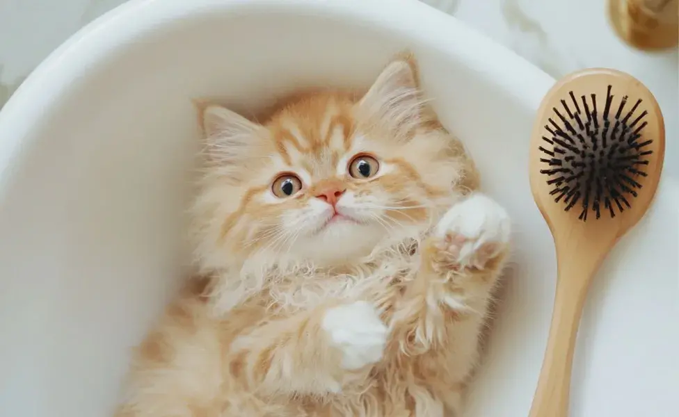 Después del baño, asegúrate de secar bien a tu gato para evitar enfriados.