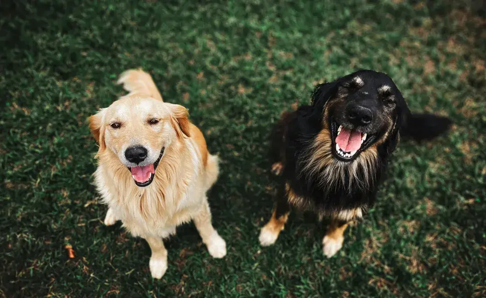 Los perros Libran gustan de comer y dormir mucho.