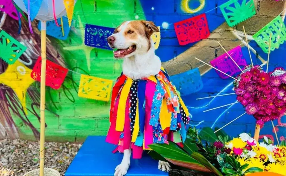 Mailo es un claro ejemplo de cómo los animales pueden ocupar un lugar especial en nuestras vidas.