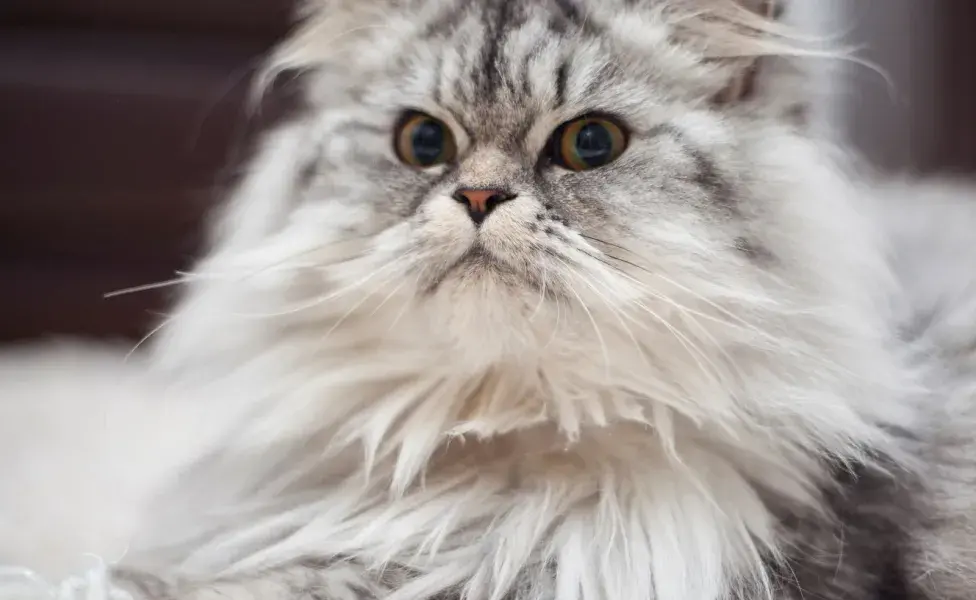 Los Maine Coon necesitan dietas ricas en proteínas.