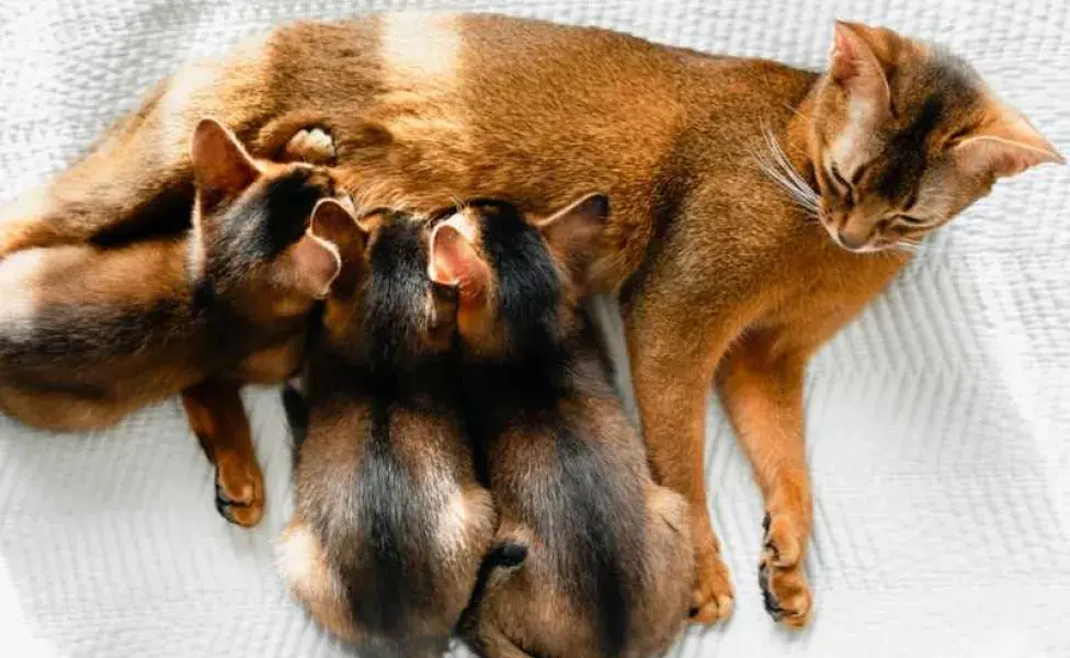 Cuántos gatos nacen en una camada | Patas en Casa