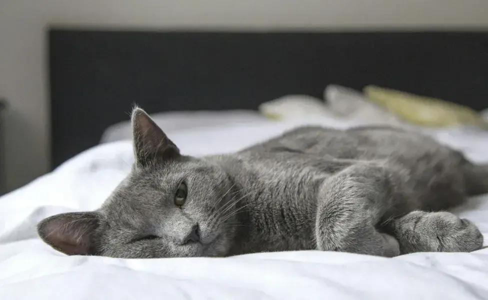 El moco en tu gato se puede deber a una infección.