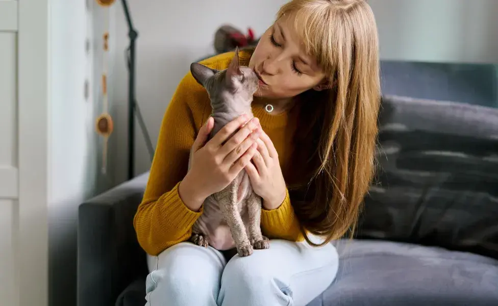 Los gatos bully suelen ser de razas como el gato Munchkin