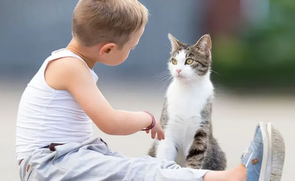 Los gatos han evolucionado para ser sensibles a nuestras señales vocales 
