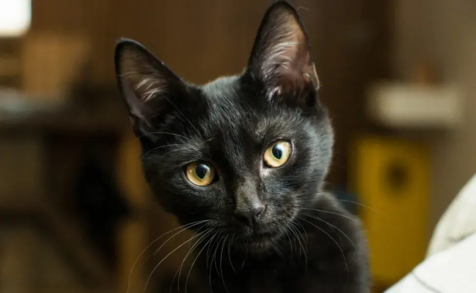 Nombres para gatos negros