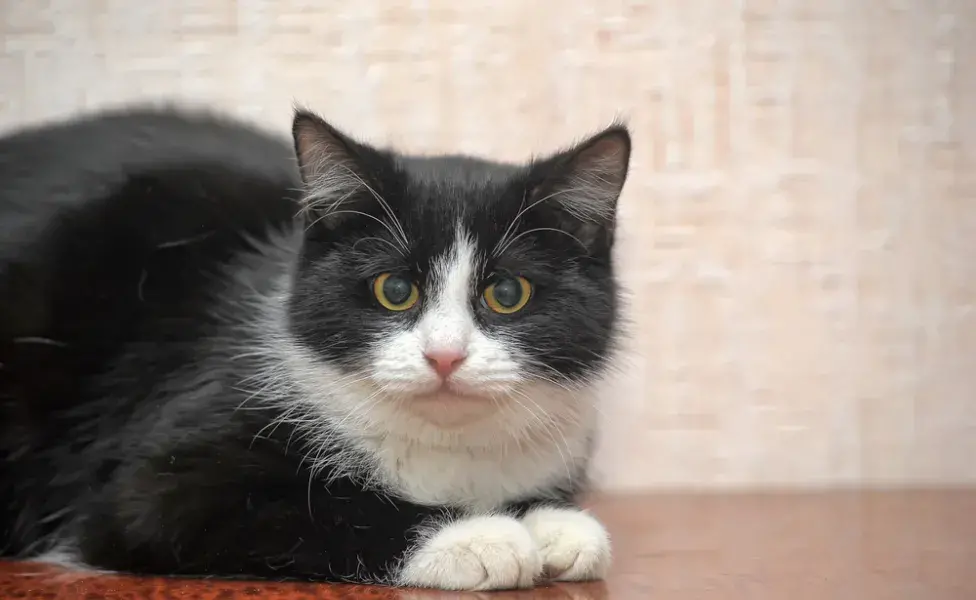 Nombres para gatos negros