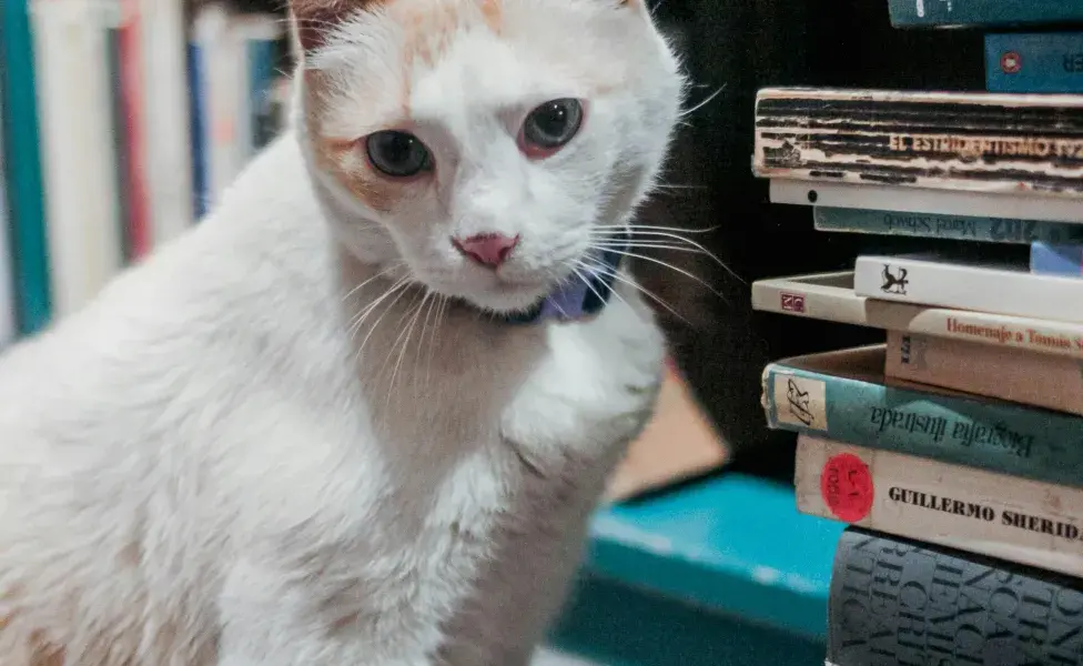 A los gatos siamés les gusta dormir contigo