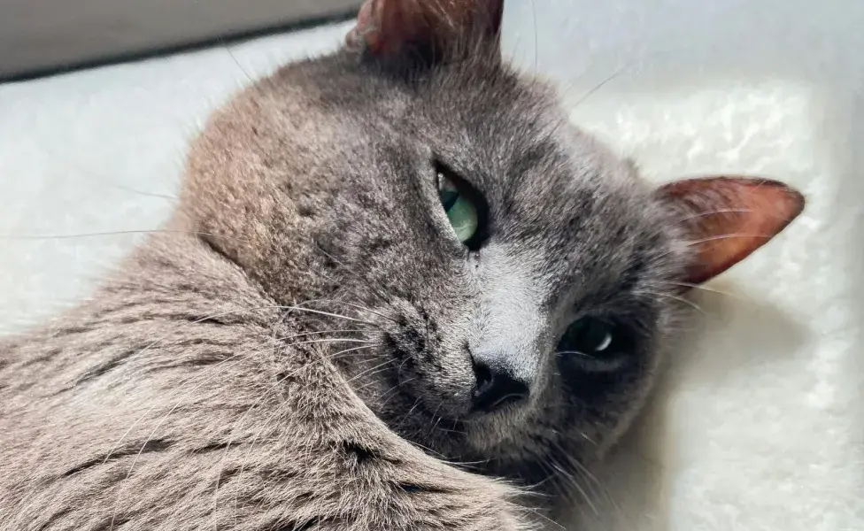 Un rasguño puede provocarle dolor y malestar ocular a tu gato.