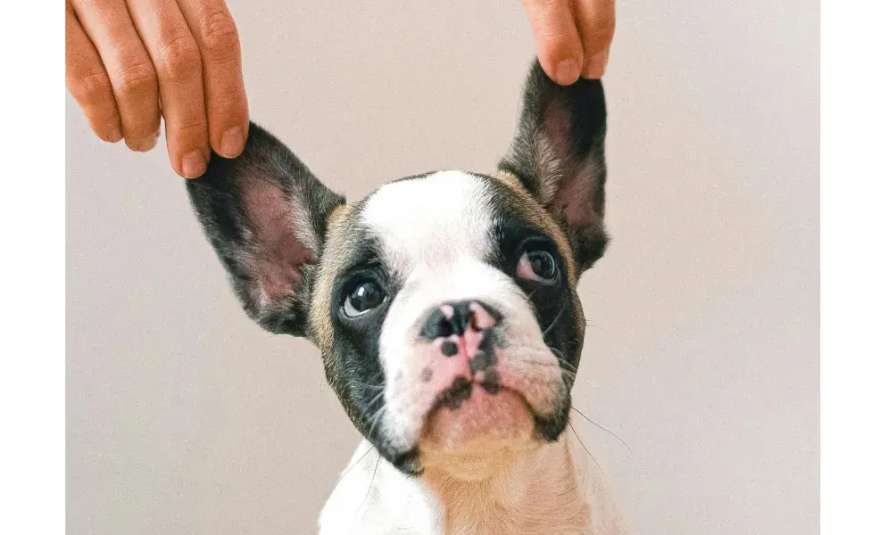 Los perros tienen una audición mucho mayor a los humanos, por eso los ruidos les afecta más. 