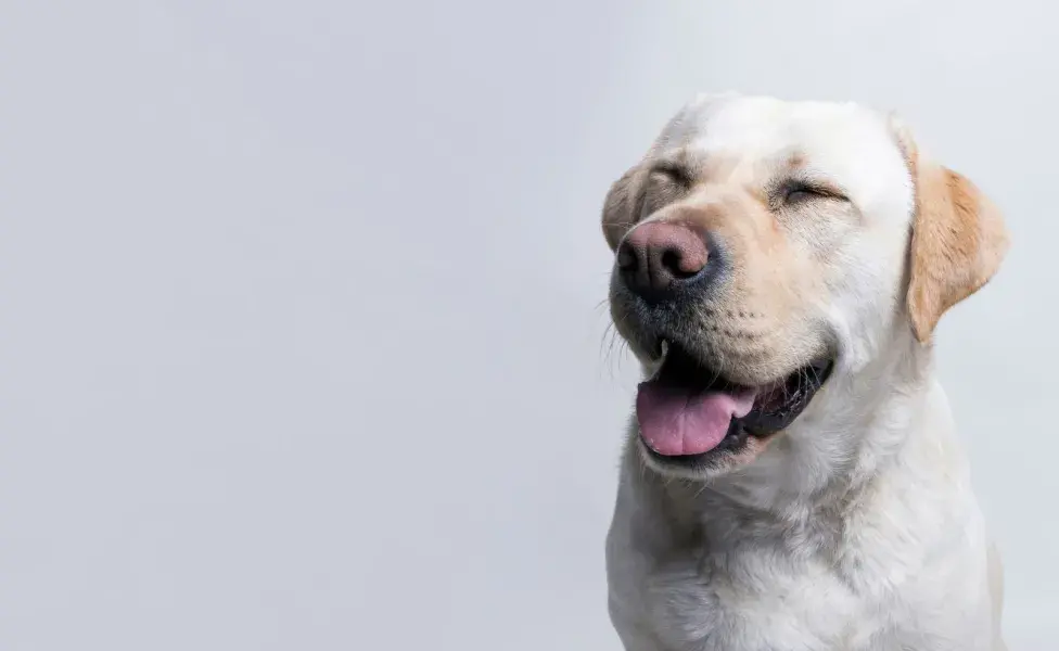 Vamos y paseo son dos de las palabras favoritas de los perros. 