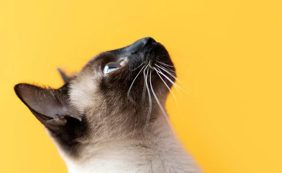 Los bigotes mejoran el sentido del olfato de los gatos.