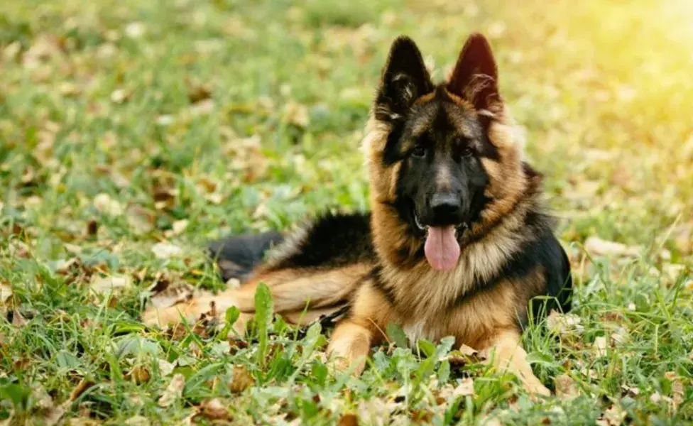 aplicar regra 7 razas de perros que necesitan gastar más energía pastor%20alem%C3%A1n_3