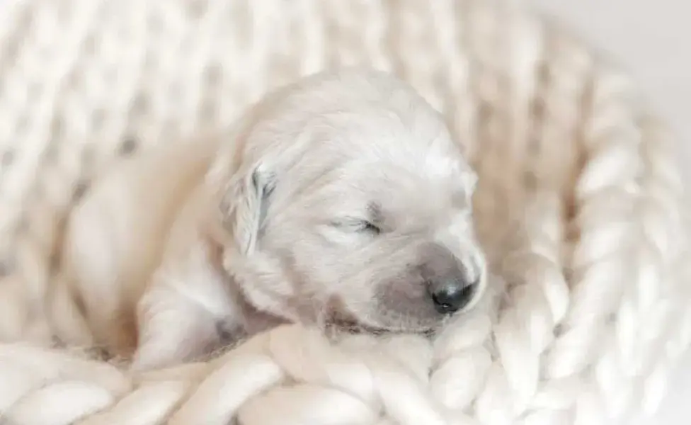 cachorro recién nacido con los ojos cerrados. Foto: Envato/tan4ikk