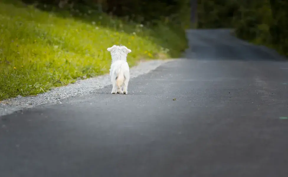 Los animales que no tienen un hogar enfrentan desafíos constantes. 