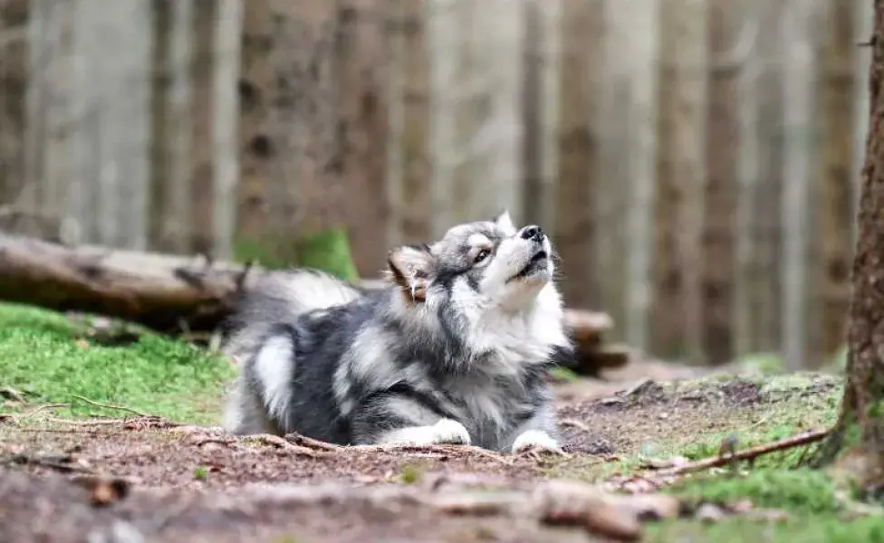 Perro aullando en el bosque. Foto: Envato/lindaze