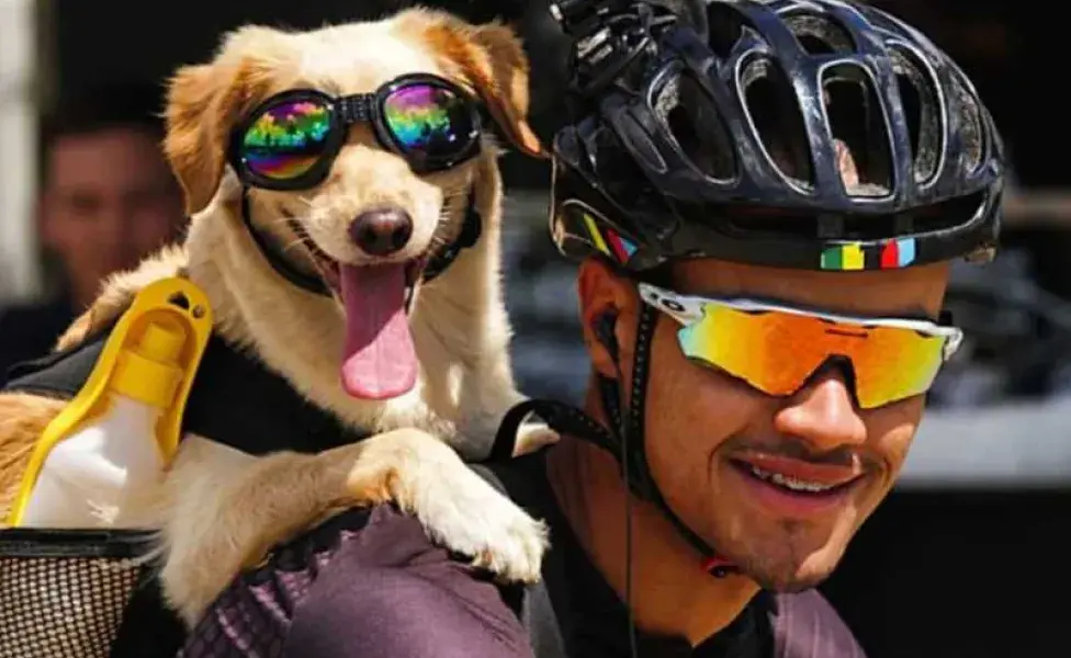 Perro ciclista con su dueño. Foto: X/Mundo bici