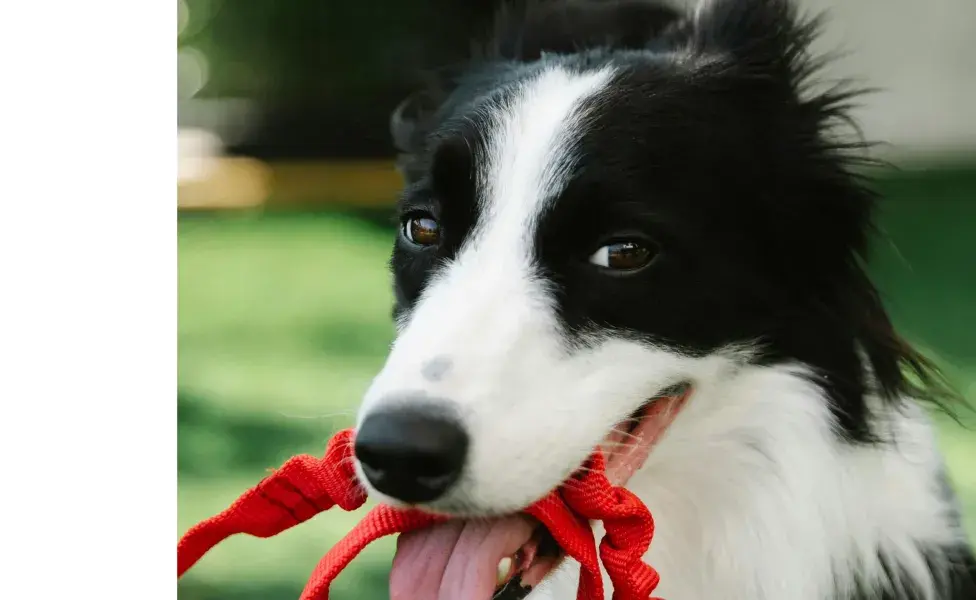 Los perros ya tendrán que usar bozal. Foto: Pexels/Blue Bird