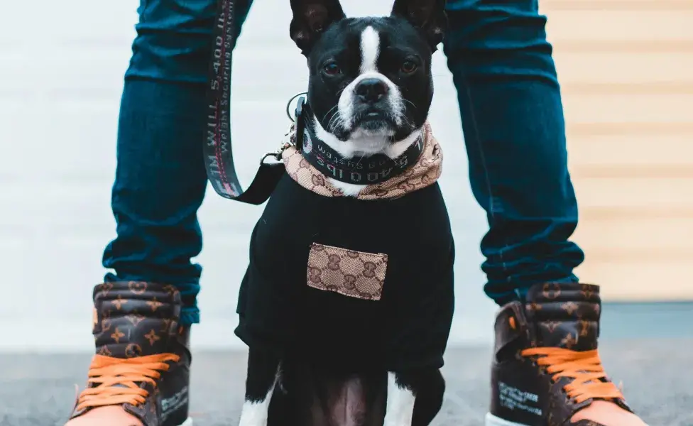 Perro con correa. Foto: Pexels/Erik Mclean