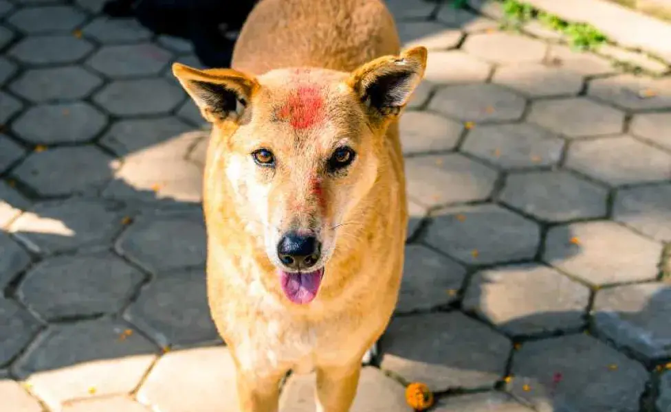 perro con marca en la frente. Foto: Envato/travellersnep