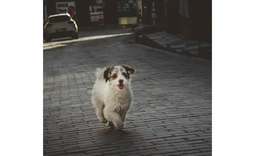 Perro corriendo por la calle. Foto: Pexels/Ali Arapoğlu
