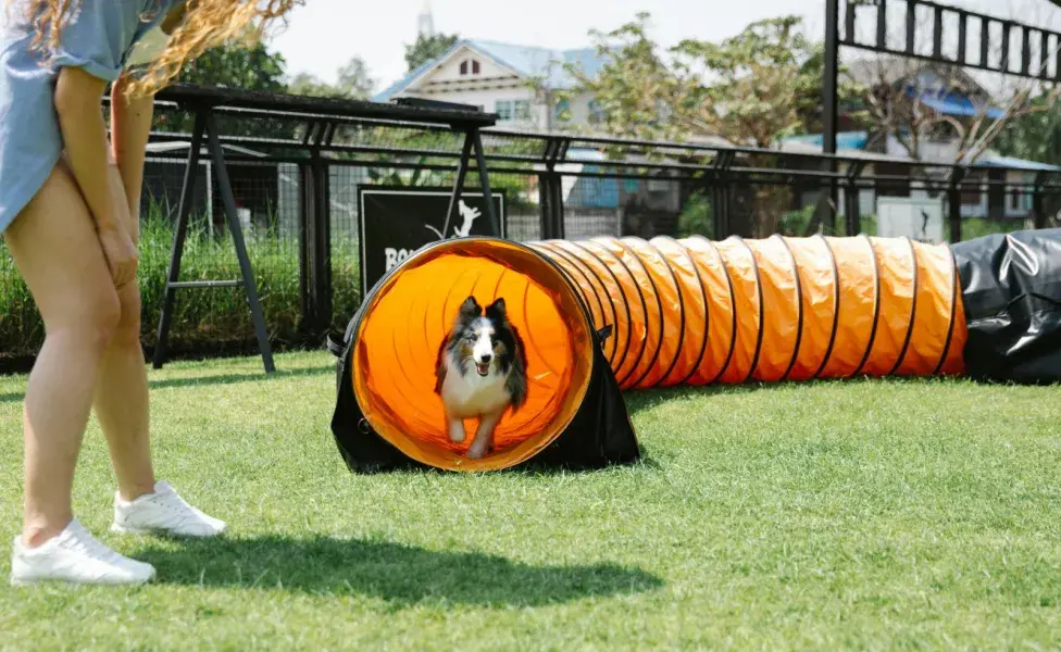 Siempre toma en cuenta el nivel de fatiga de tu perro.