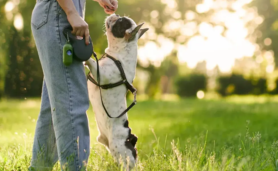 Hay perros, como el bulldog, que puede perfectamente vivir en la ciudad, pues no necesitan tanto ejercicio.
